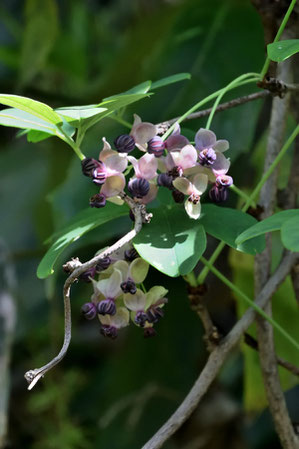 アケビ (木通)　アケビ科の蔓性植物