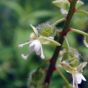 ミズタマソウの花　2009.08.02　長野県北安曇郡　alt=750m