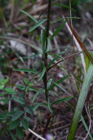 ヤナギノギクの下部の茎葉　線形で幅1.5〜3mm