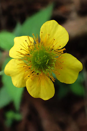 ダイコンソウの花は雄しべも雌しべも多数あります