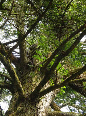  モミの巨木の上にヤシャビシャクが！