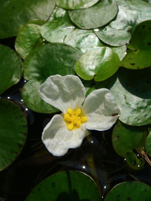 トチカガミの雄花