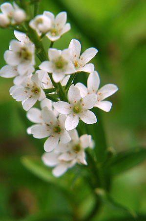 ヌマトラノオの花冠は5裂し萼片と互生します