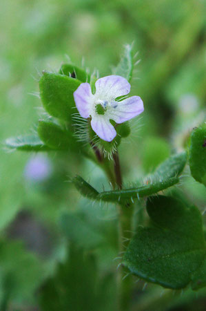 フラサバソウの花の直径は、5mmほど