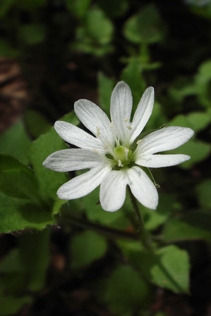 5個の花弁は2つに深裂し10個に見える。花柱は3裂