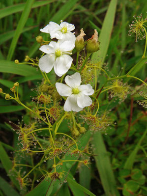 　イシモチソウは食虫植物