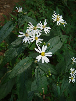 シラヤマギク　(白山菊)　キク科