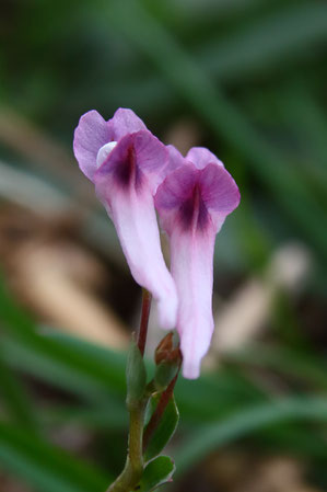 ＃１２　ジロボウエンゴサクの花を上から見るとこんな感じ