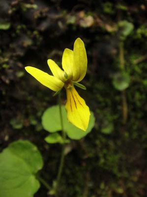 キバナノコマノツメ (黄花の駒の爪)