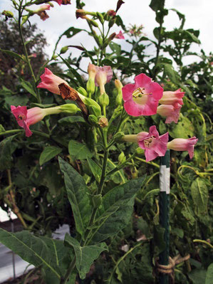 タバコ　Nicotiana tabacum　南米原産　2013.11.02