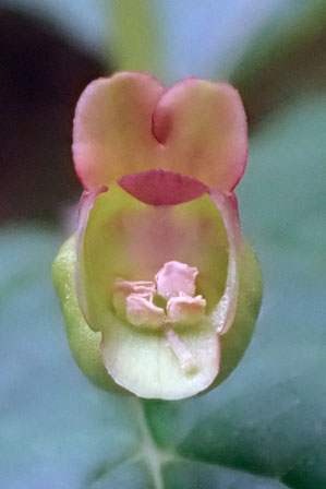 イナヒナノウスツボの花冠の上唇が直立した花