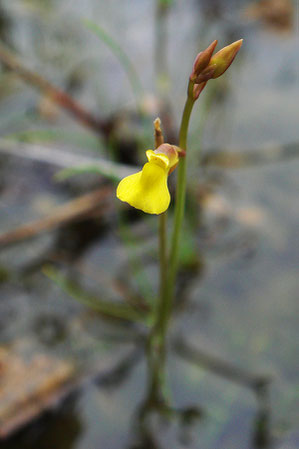 ミミカキグサ (耳掻草)　タヌキモ科 タヌキモ属