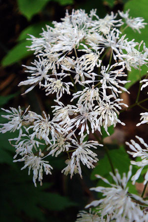 見られますの花糸は基部が細く、先端に向けて太くなります