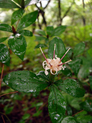 ナガバノコウヤボウキ　(長葉の高野箒)　キク科