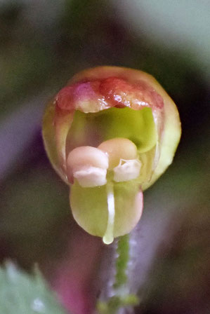 イナヒナノウスツボの上唇が前方に伸びたままの花