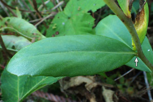 ベンケイソウの葉の先端は鈍頭、縁に低い鋸歯。短い柄がある