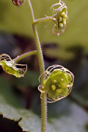 ＃３２　新潟県のコチャルメルソウの花