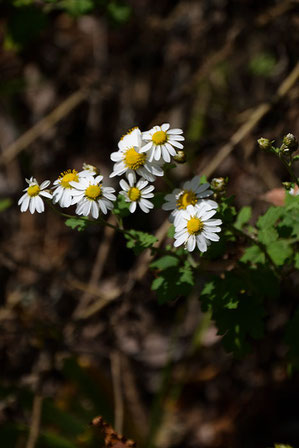 リュウノウギク (竜脳菊)　キク科 キク属