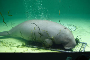 マナティー　網に絡めて沈めた水草を食べていた