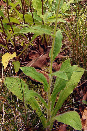 ミヤマコウゾリナの根生葉