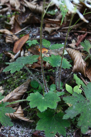 ジンジソウの花茎の下部には白っぽい長毛が目立つ