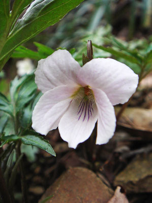 エイザンスミレの花　側弁の基部に毛があります