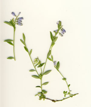Quendelblättriges Kreuzblümchen - Polygala serpyllifolia;  in den Roten Listen von Deutschland und Baden-Württemberg als gefährdet gkennzeichnet, Kat. 3 (G. Franke, bei Waldbronn-Etzenrot)