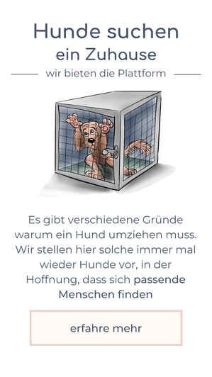 Hunde suchen ein Zuhause