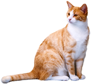 Motiv von Pixabay: rot-weiße Katze.