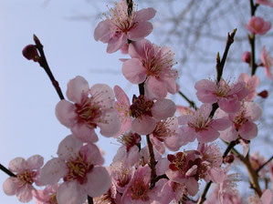 Kirschblüten