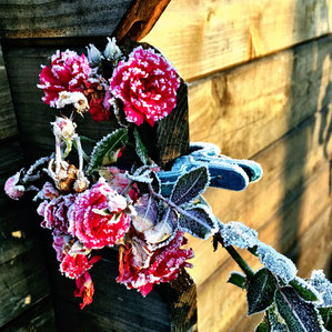 Pinke Kletterrose mit Raureif im November