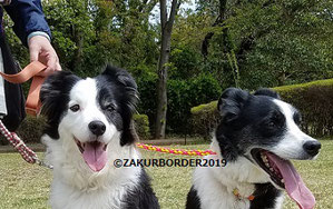 ⒸＺＡＫＵＲＢＯＲＤＥＲ（サクールボーダー）２０１９　ホームで使用画像の一枚