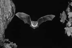 Bechsteinfledermaus (Myotis bechsteini) fliegt an ihrem Baumhöhlenquartier, einer alten Spechthöhle vorbei. Foto: NABU-Archiv, Klaus Bogon.