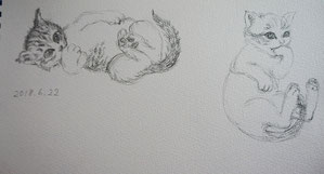 Cat (Pencil drawing)