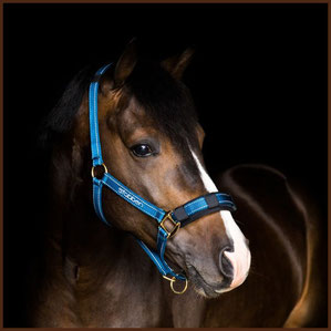 Reitsport Heiniger, Schönbühl - Blogartikel Stallhalfter Stübben mit reflektierenden Nähten.