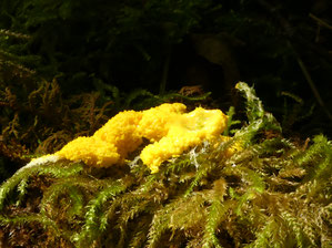 Fuligo septica