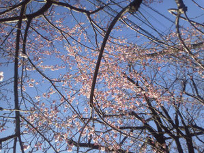 南馬込3丁目付近の桜
