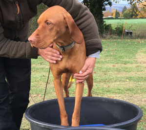 Der Hibbelfaktor, Hund, Seminar, Anja Niederberger, Hundeschule Namida