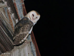 Chouette Effraie, Tyto alba (source : inpn)