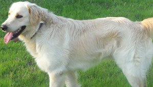Oliver, il cane ferito e disperso tra le campagne di Torrice