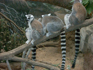 Ring Necked Lemurs from Madagascar Await Your Visit