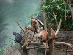 Group a Langurs Grooming Themselves at Jungle World