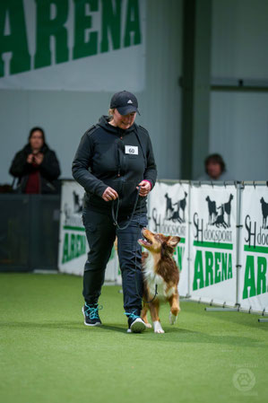 Hund läuft Bei Fuß und schaut dabei seinen Menschen an.