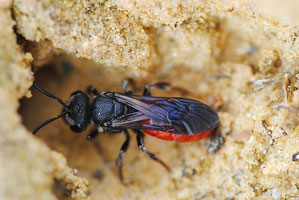 Foto: (H. Bergjürgen) Riesen Blutbiene