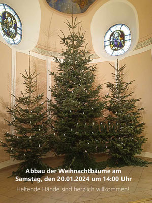 Weihnachten 2023: Unsere Bäume in der Kirche