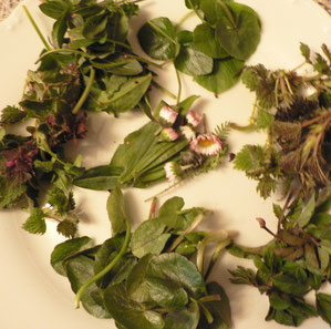 Wildkräuter gemischt,Scharbockskraut,Brennnessel, Giersch, Gänseblümchen, Spitzwegerich, Sauerampfer