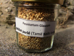 Semences de millet perlé du Tamil Nadu, Inde