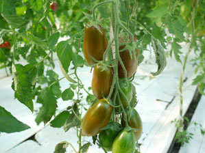 Sortengalerie Mit Bild Richerts Tomaten Webseite