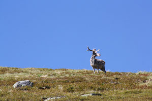Rentier auf dem Snøtinden in 637 m Höhe.