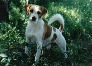 Minimaxin Saturnus "Elgin"